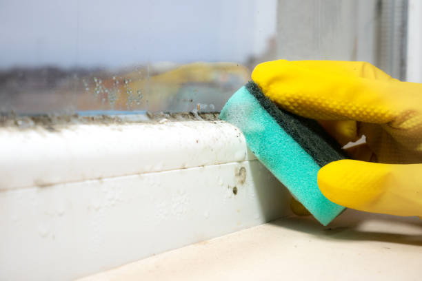 Certified Mold Removal in Orangeburg, SC