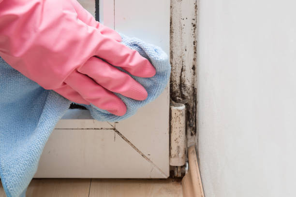 Orangeburg, SC Mold Removal Company