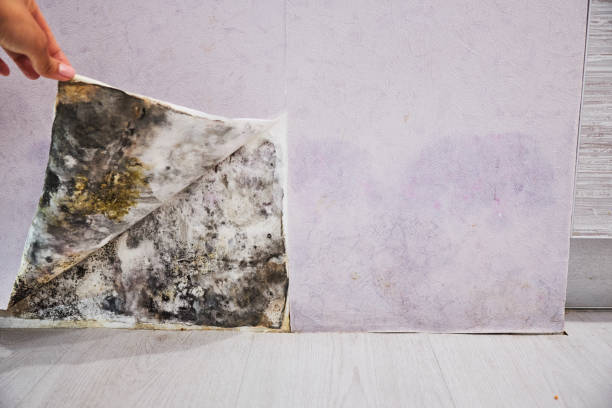 Best Mold Removal Process  in Orangeburg, SC
